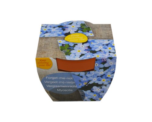 Flowers in terracotta pot - Image 2